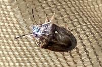 Neottiglossa leporina