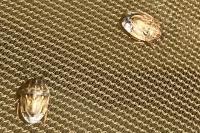 Neottiglossa leporina