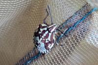 Carpocoris purpureipennis