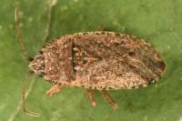 Emblethis denticollis
