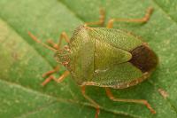 Palomena prasina