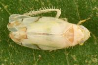 Eurhadina