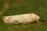 Eurhadina