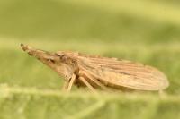 Eupelix cuspidata