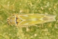 Frutioidia bisignata