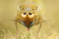 Frutioidia bisignata