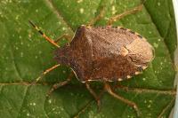 Peribalus strictus