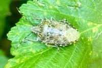 Rhaphigaster nebulosa