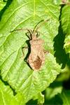 Coreus marginatus