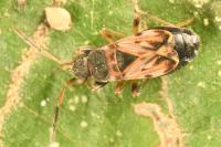 Scolopostethus affinis