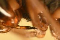 Scolopostethus affinis