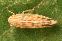 Mocydia crocea