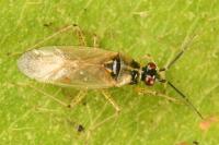 Dicyphus globulifer