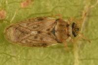 Piesma maculatum