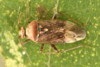 Lygus rugulipennis