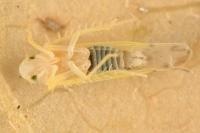 Ribautiana tenerrima