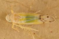 Ribautiana tenerrima