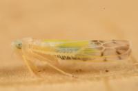 Ribautiana tenerrima