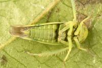 Opsius stactogalus