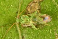 Tuponia hippophaes