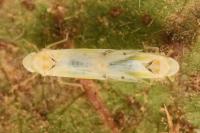 Ribautiana tenerrima