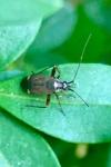 Closterotomus fulvomaculatus