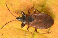 Gastrodes grossipes