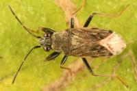 Peritrechus gracilicornis