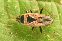 Xanthochilus quadratus