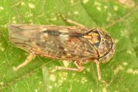 Acericerus vittifrons