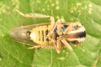 Acericerus vittifrons