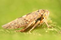 Acericerus vittifrons