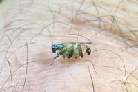 Tachycixius venustulus