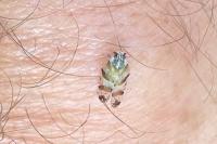 Tachycixius venustulus
