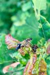 Miris striatus