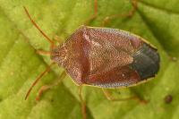 Piezodorus lituratus