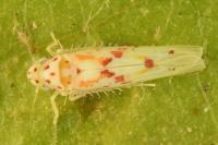Zygina rorida