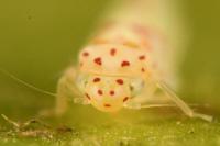 Zygina rorida