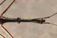 Hydrometra stagnorum