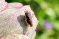 Philaenus spumarius