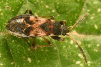 Scolopostethus thomsoni