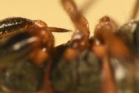 Scolopostethus thomsoni