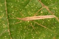 Berytinus hirticornis