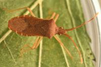 Gonocerus acuteangulatus