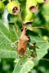 Gonocerus acuteangulatus