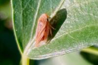 Philaenus spumarius