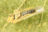 Zyginidia scutellaris