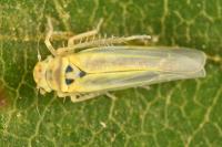 Zyginidia scutellaris