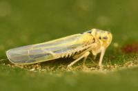 Zyginidia scutellaris