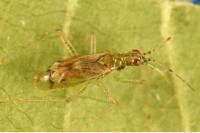 Dicyphus bolivari